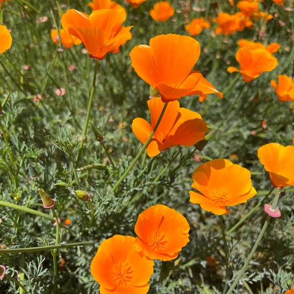 Meet your Posher, Kaila - Picture 3 of 3